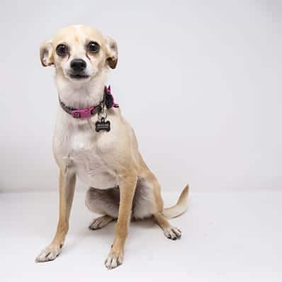 cheetah Cheetah Marie – Adopted