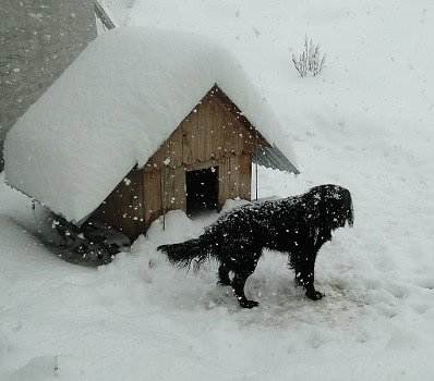How to Clean a Dirty Outdoor Dog House for Summer or Winter