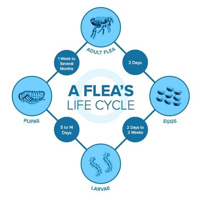 Image explaining the Flea Life Cycle. It shows the timeline for Flea eggs to become larvae, than Pupae and then Adult fleas.