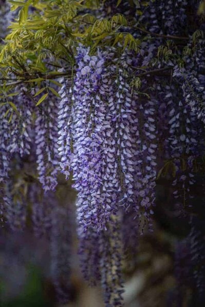 wisteria in japan