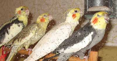 Burung cockatiel yang suka sekali dimandikan dengan shower