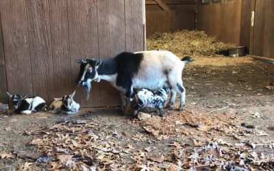 Nigerian Dwarf Does Goats at Seven Gables Farm VA