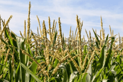 Corn tassels with corn pollen