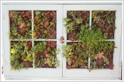 Second Chance to Dream: Vertical Succulent gardening