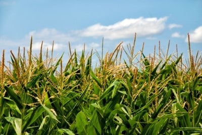 Corn pollen in corn field