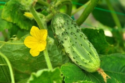 Cucumber and cucumber flower