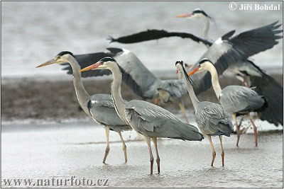 Burung cangak abu atau Ardea cinerea Burung cangak abu atau Ardea cinerea