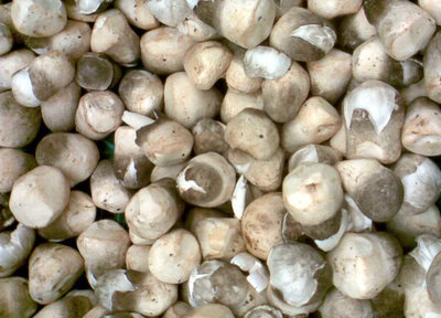 Budidaya Jamur Merang Tapi Masih Pemula? Ikuti 5 Tahap Ini