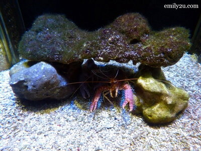 3. Red Majestic Lobster