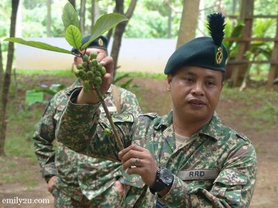 18. jungle fruits that are edible