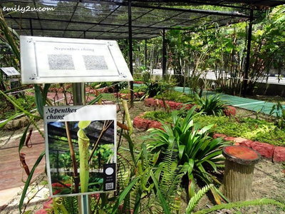 19. much knowledge can be gained from different species of pitcher plants