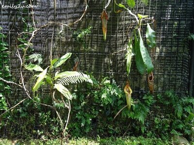 21. the section for creeping pitcher plants