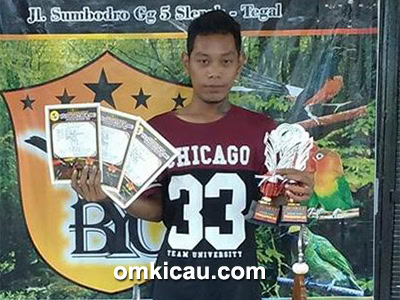 Om Gatot dan cucak hijau Rextor