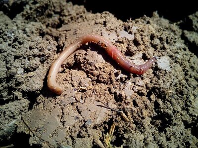 composting with worms composting with worms