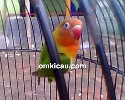 Lovebird Lonte