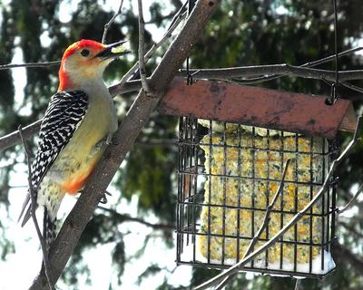 Homemade Suet Bird Food A red-bellied woodpecker eating from a suet feeder.