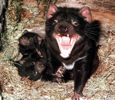Tasmania Devil Tasmania Devil