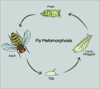 fruit-fly-lifecycle