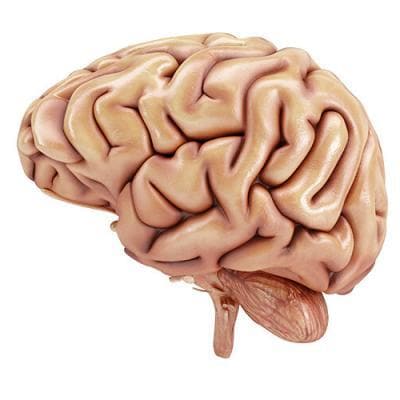 Human Brain 3D Render of a Human Brain