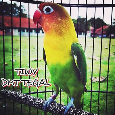 Lovebird Tiwy