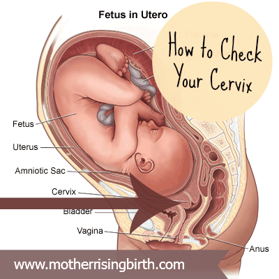 Cervical Dilation And How To Check Your Cervix Mother Rising