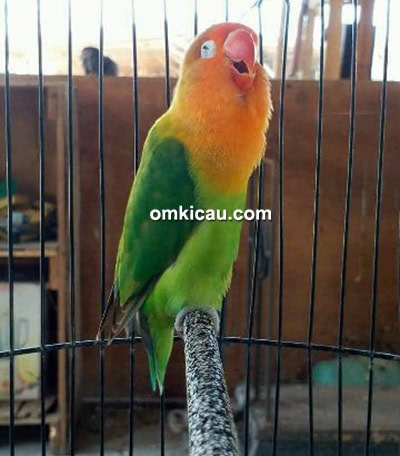 Lovebird Zahra