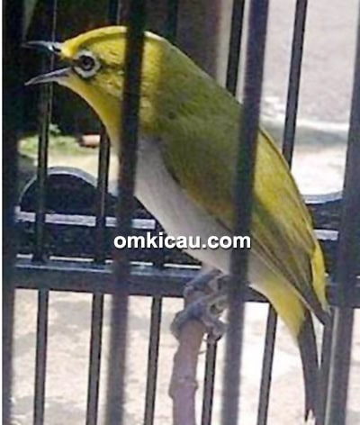 Pleci Bima Sakti