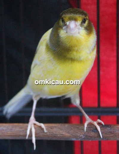 Kenari Kapal Oleng