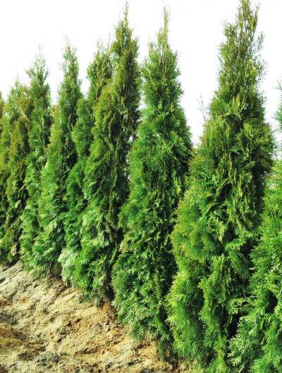 Thuja Smaragd Thujor Tuja Smaragd Thujor