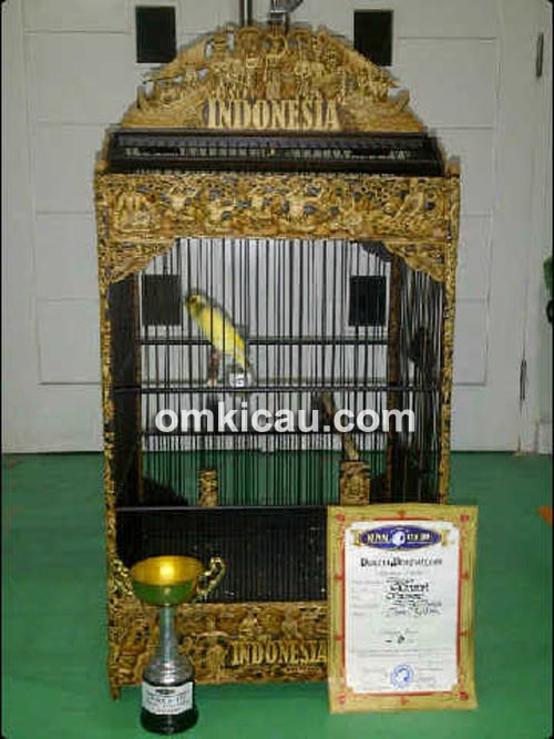 Kenari Hercules - WW Angga