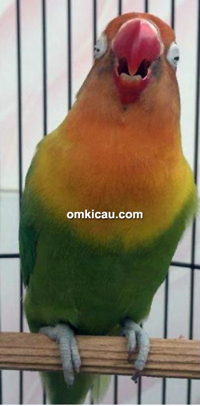 Lovebird Ababil