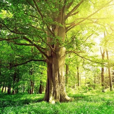 baum-sonneneinstrahlung-LP Die Umwelt liegt uns sehr am Herzen. Wir möchten zu einer positiven CO2-Bilanz beitragen und unterstützen www.primaklima.org bei Aufforstungsprojekten auf der ganzen Welt.