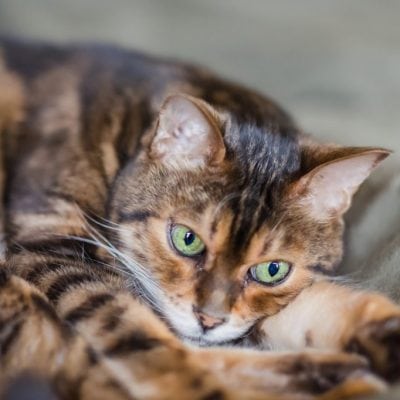 Gwynne's cat Leo