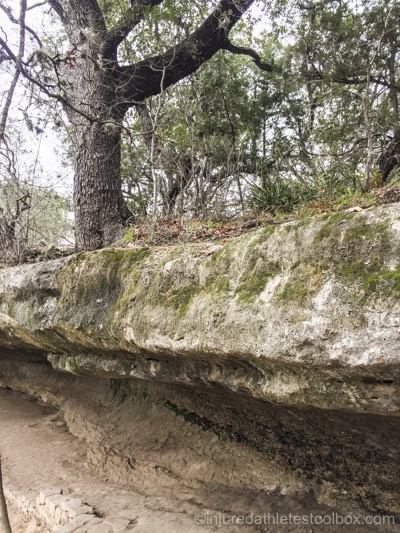 Live oak growing out of stone
