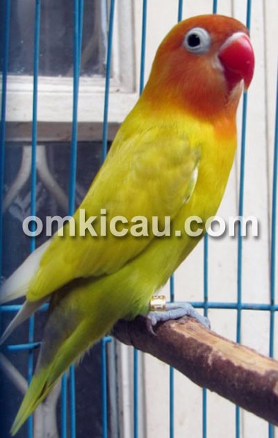 Lovebird golden chery