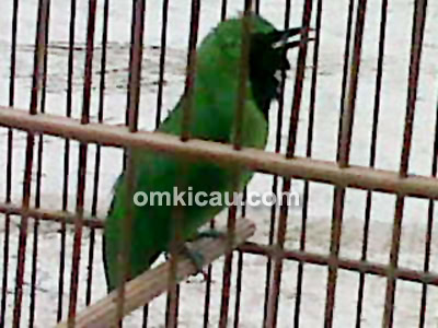 Cucak hijau Sambal Tomat