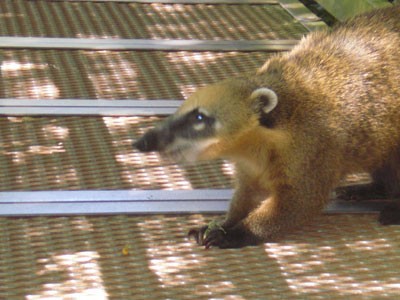 Iguazu3 Coatis, or Brazilian aardvarks are part of the racoon family and are seen all over Iguazu Falls