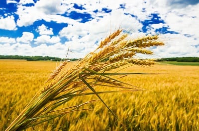 Wheat Field