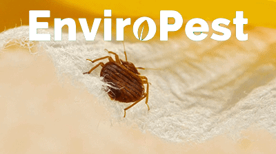binghamton ny bed bugs