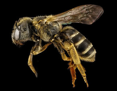 Honey Bee