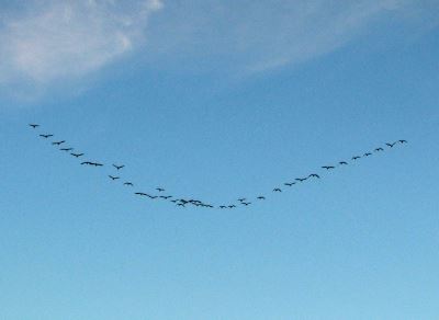 Migratory Movements migratory movements