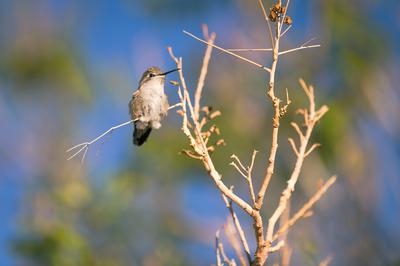 Female Costa's Hummingbird female costa's hummingbird