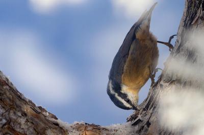 Red-breasted Nuthatch In Tree In Winter red-breasted nuthatch in winter