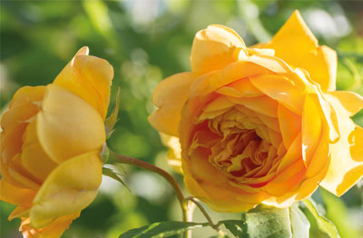david-austin-roses David Austin Roses