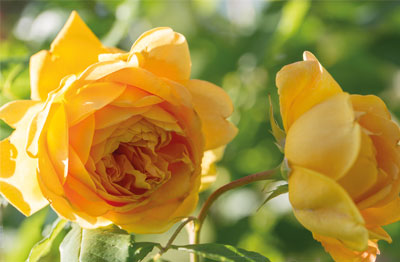david-austin-roses2 David Austin Roses