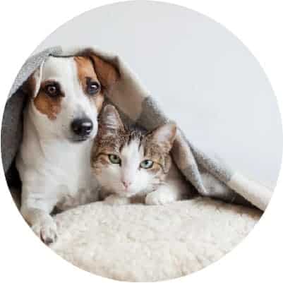 Dog Psychic Readings and Cat Psychic Readings-cir Dog Psychic Readings and Cat Psychic Readings