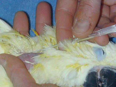 Vena jugularis burung Vena jugularis burung