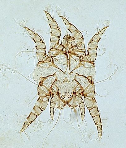 what is Otodectes ear mite dog insect bug arachnid arthropod