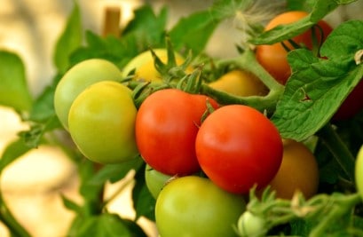 Tomato in greenhouse