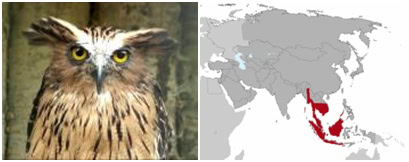 BUBO KETUPU DAN PENYEBARANNYA